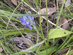 Thelymitra macrophylla