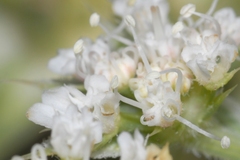 Echinophora spinosa