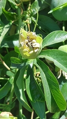 Passiflora caerulea