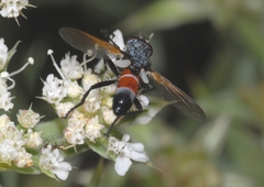 Cylindromyia brassicaria