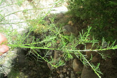 Psoralea suaveolens