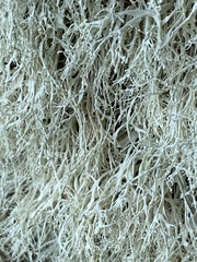 Ramalina intermedia