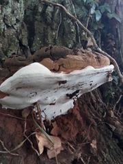 Ganoderma applanatum
