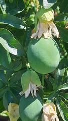 Passiflora caerulea