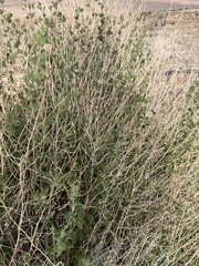 Brickellia californica