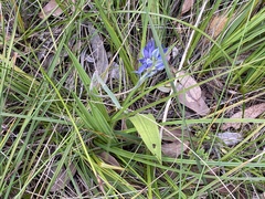Thelymitra macrophylla