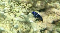 Microspathodon chrysurus