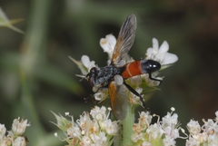 Cylindromyia brassicaria