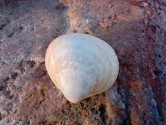 Laevicardium crassum