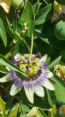 Passiflora caerulea