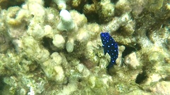 Microspathodon chrysurus