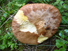 Hemileccinum depilatum