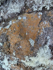 Xanthocarpia feracissima