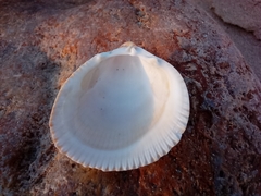 Laevicardium crassum