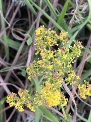 Galium verum
