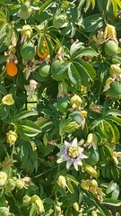 Passiflora caerulea