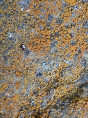 Xanthocarpia feracissima
