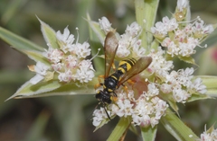 Cerceris flavilabris