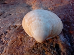 Laevicardium crassum