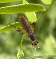 Dichetophora obliterata