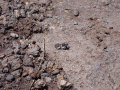 Megachile canariensis