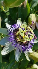 Passiflora caerulea