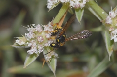 Cerceris flavilabris