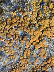 Xanthocarpia feracissima