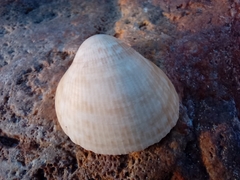 Laevicardium crassum