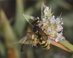 Cerceris flavilabris