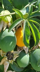 Passiflora caerulea