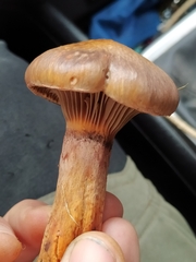 Chroogomphus rutilus