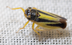 Evacanthus interruptus