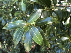 Cinnamomum insularimontanum