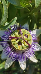 Passiflora caerulea