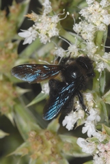 Xylocopa iris