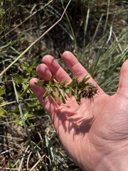 Grindelia lanceolata