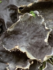 Peltigera membranacea