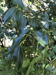 Cinnamomum insularimontanum