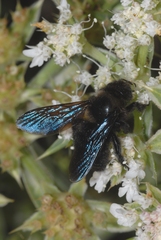 Xylocopa iris