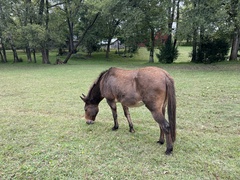 Equus asinus × caballus