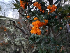 Berberis ilicifolia