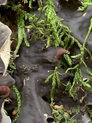 Peltigera membranacea