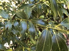 Cinnamomum insularimontanum
