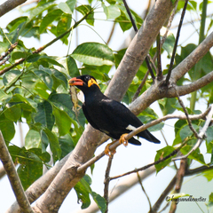 Gracula religiosa