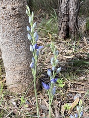 Thelymitra macrophylla