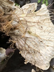 Peltigera membranacea