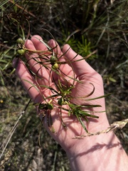 Stillingia texana