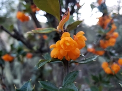 Berberis ilicifolia