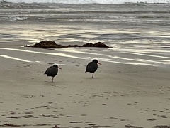 Haematopus fuliginosus